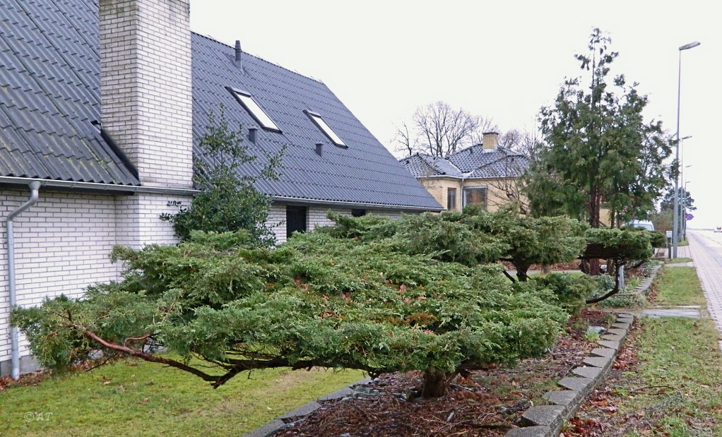 Image of Juniperus &times; pfitzeriana specimen.