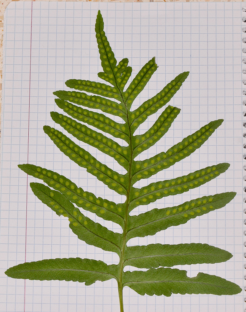 Image of Polypodium cambricum specimen.