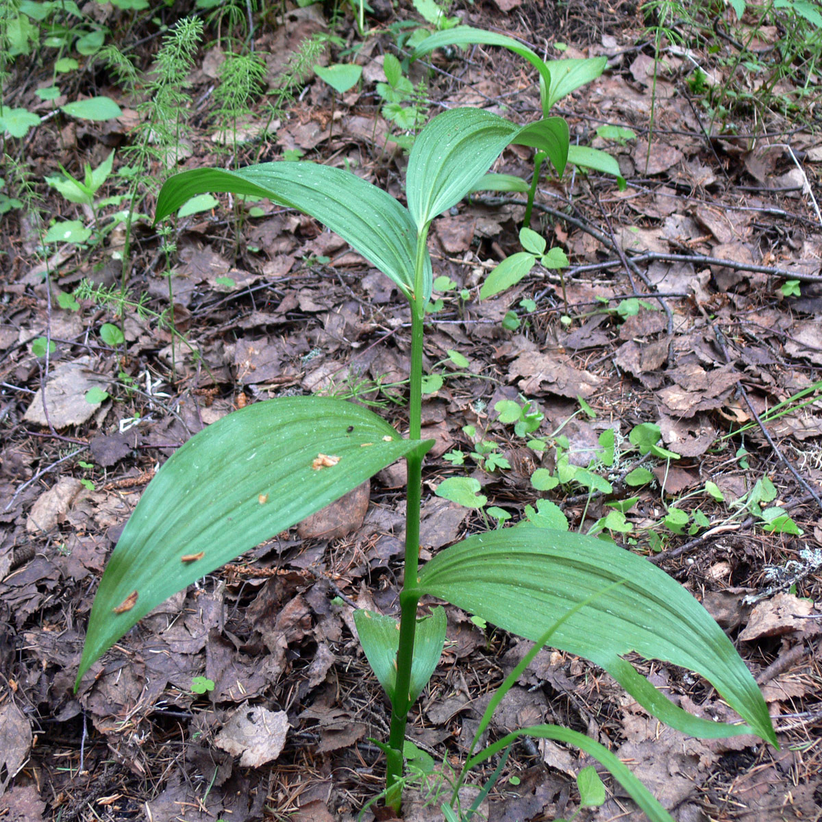 Image of Veratrum lobelianum specimen.