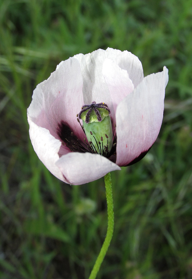 Image of Papaver stevenianum specimen.