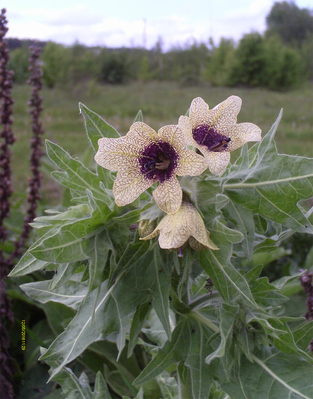 Изображение особи Hyoscyamus niger.