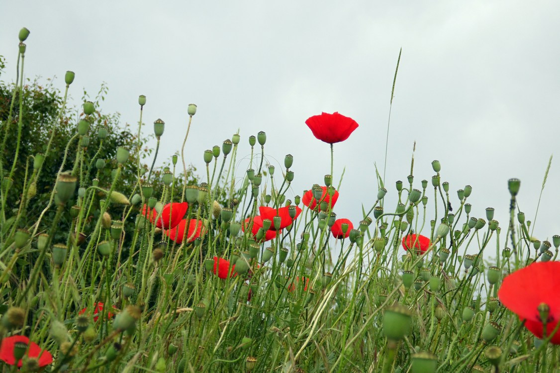 Image of Papaver rhoeas specimen.