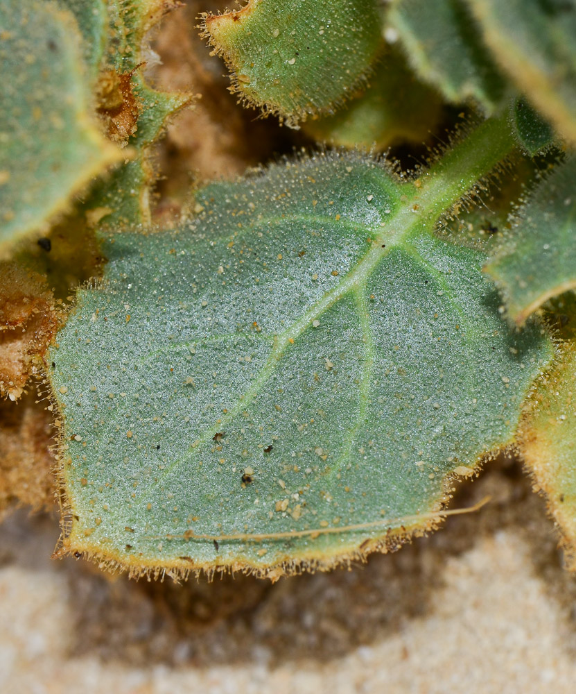 Image of Hyoscyamus desertorum  specimen.