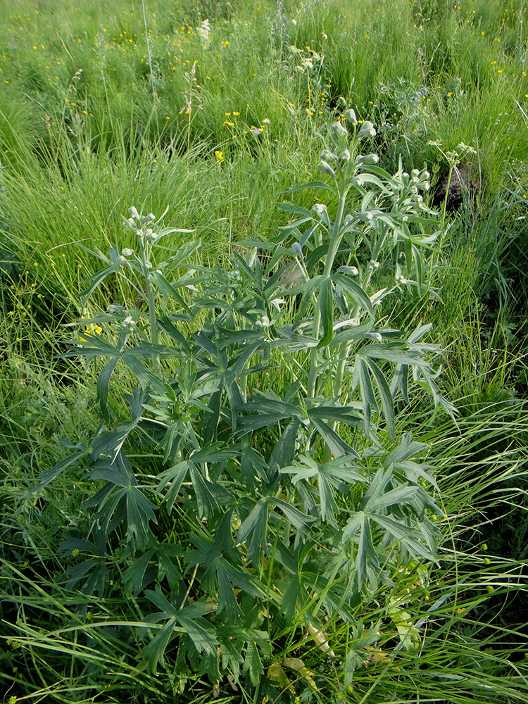 Image of Delphinium cheilanthum specimen.