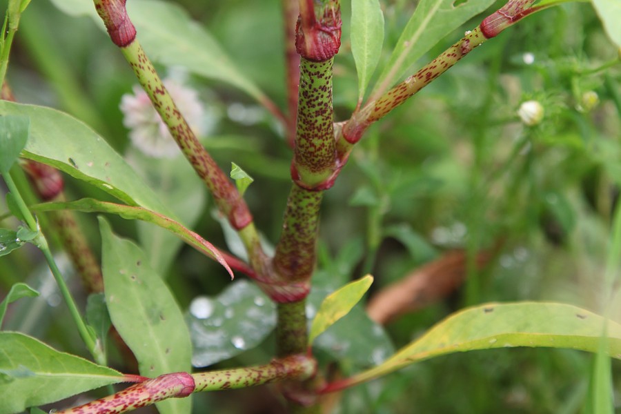 Image of Persicaria lapathifolia specimen.