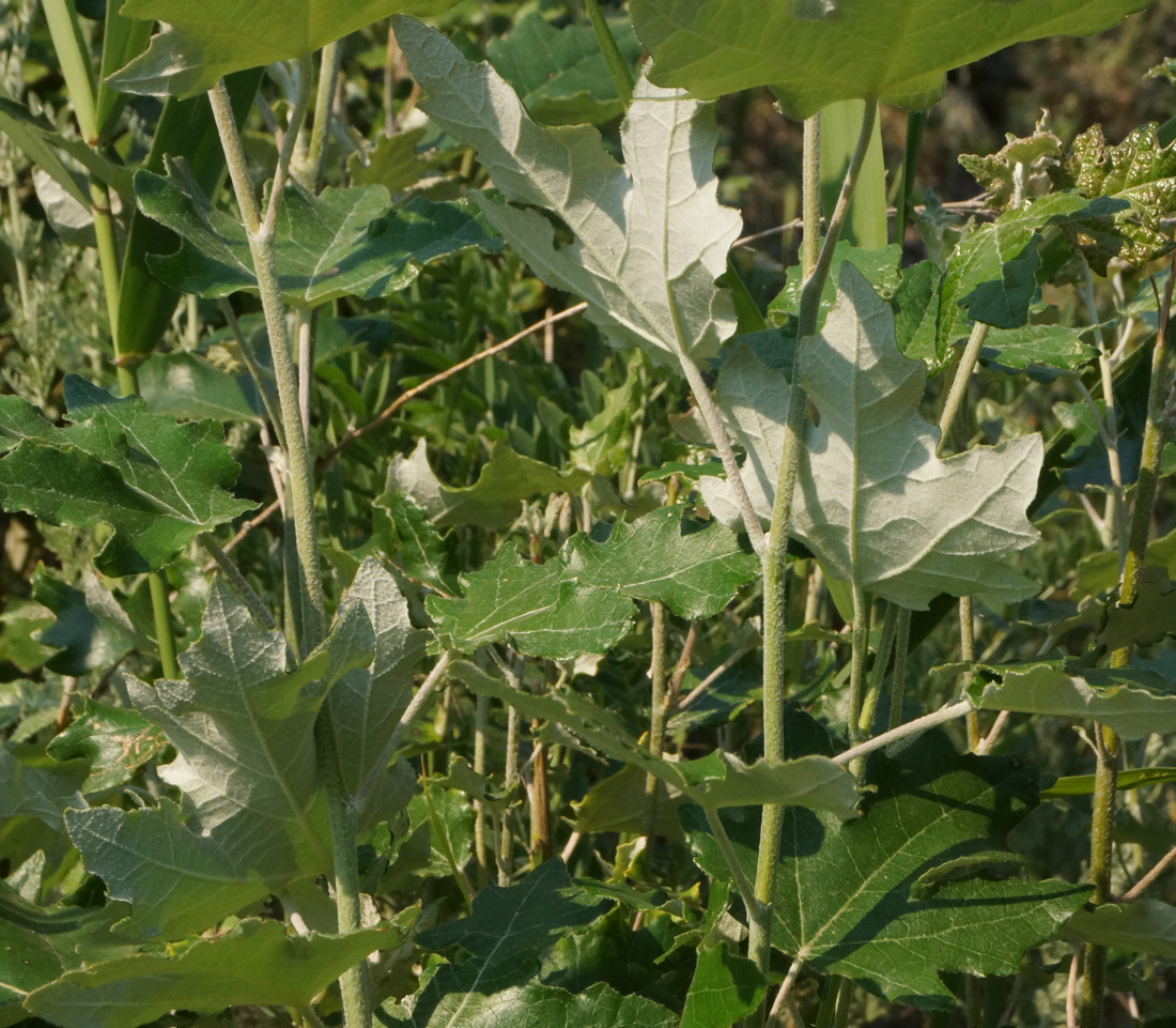 Изображение особи Populus alba.