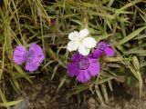 Dianthus chinensis. Цветущие растения. Приморье, окр. г. Находка, у обочины дороги. 11.08.2016.