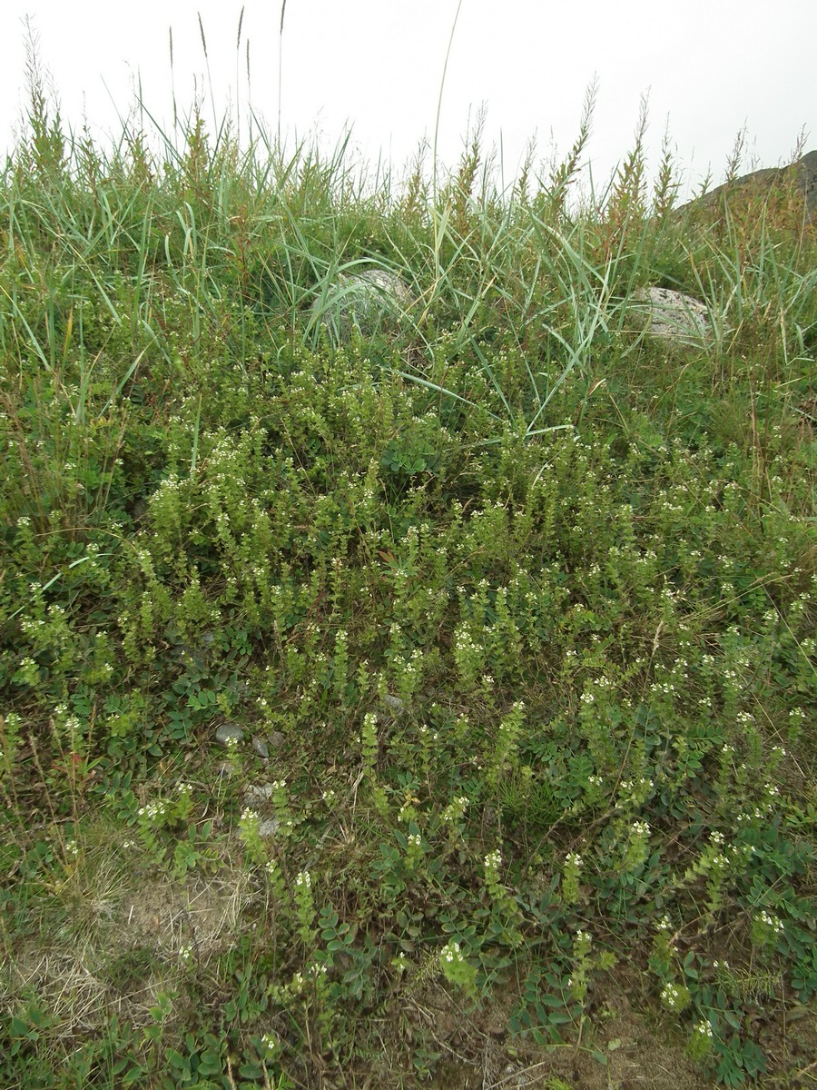 Image of genus Euphrasia specimen.