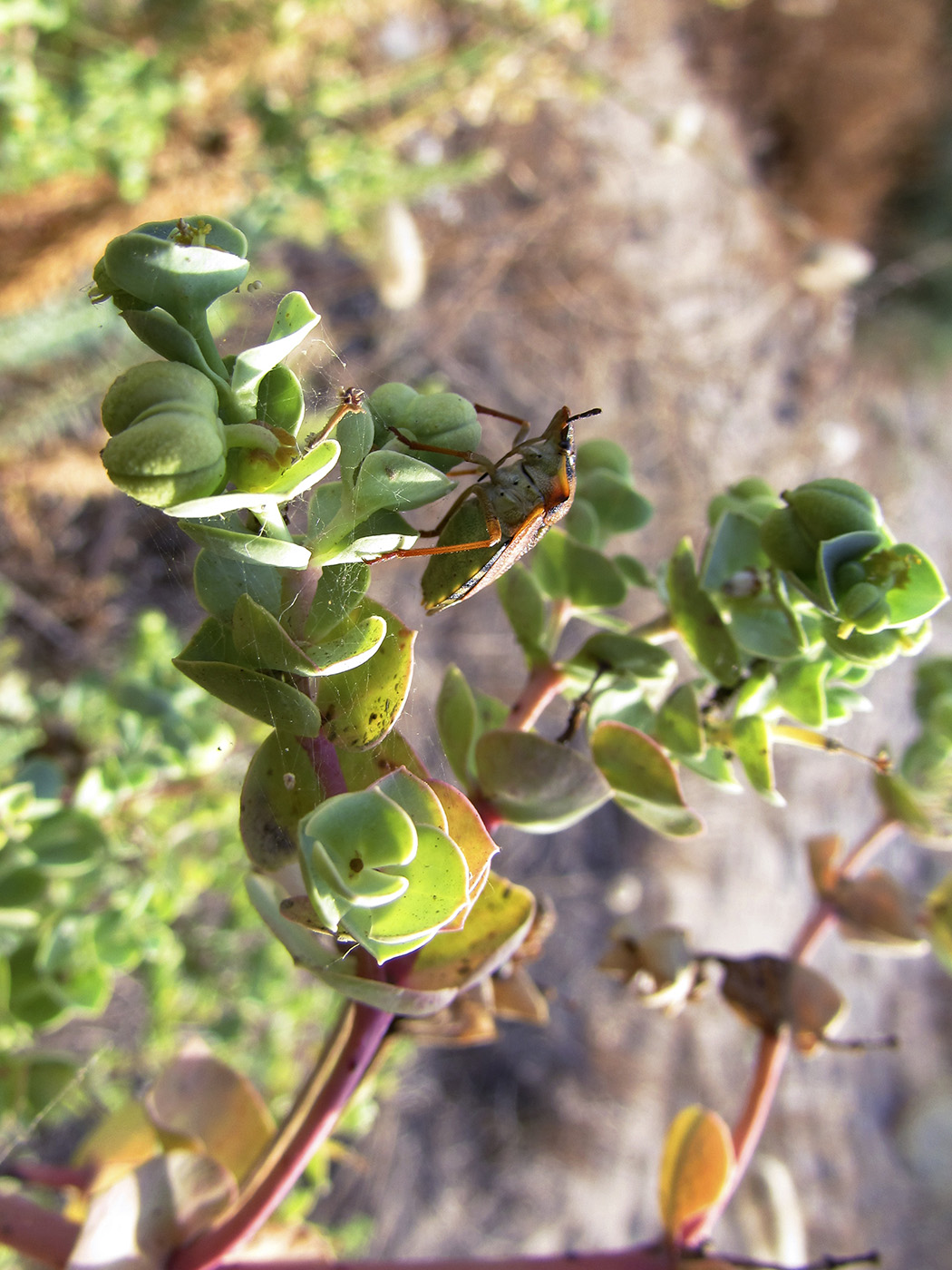 Image of Euphorbia paralias specimen.