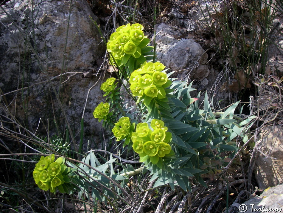 Изображение особи Euphorbia rigida.