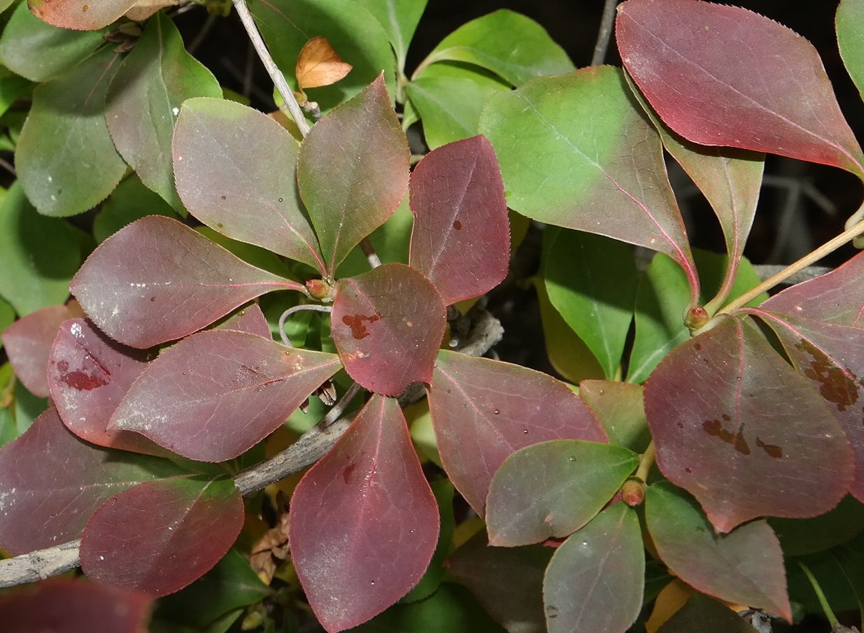 Image of genus Enkianthus specimen.