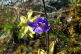 Pinguicula vulgaris. Цветок. Мурманская обл., окр. пос. Териберка, ручей на скальном массиве. 02.07.2016.