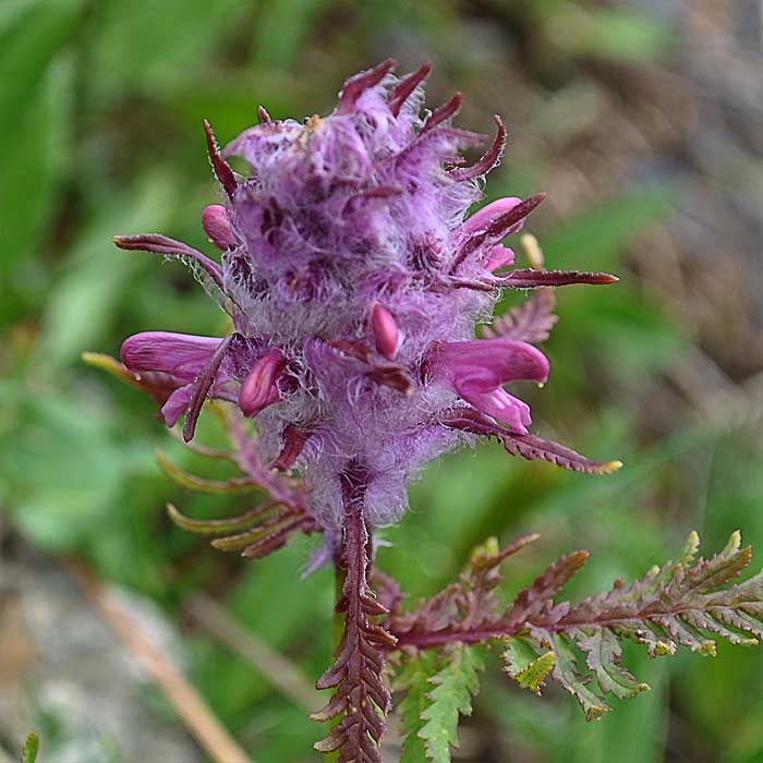 Изображение особи Pedicularis panjutinii.