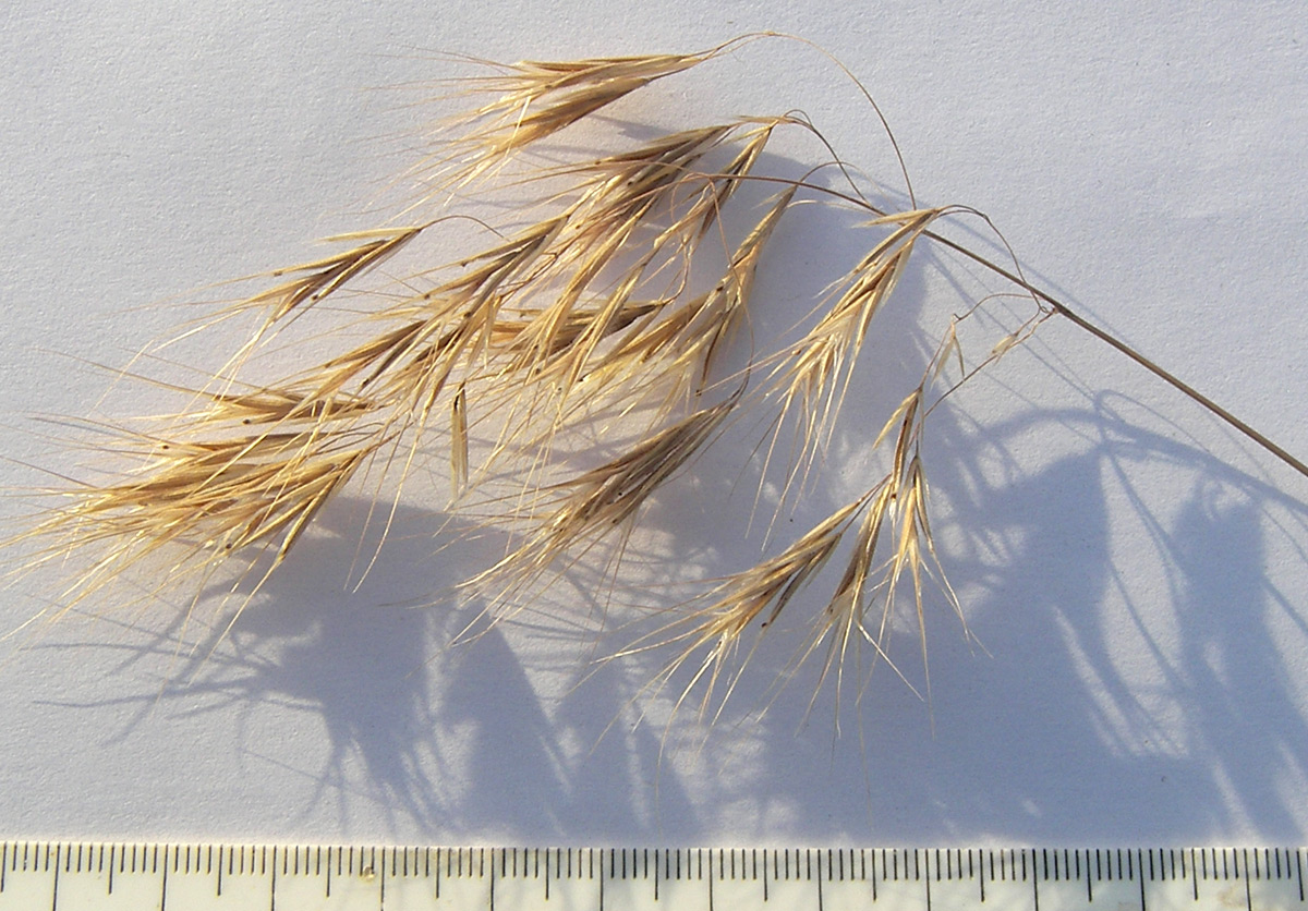 Image of Anisantha tectorum specimen.