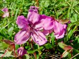 Rhododendron camtschaticum. Цветки с кормящимся муравьём. Магаданская обл., окр. Магадана, пос. Снежная Долина, Дукчинский перевал, нивальная лужайка на склоне. 22.08.2011.