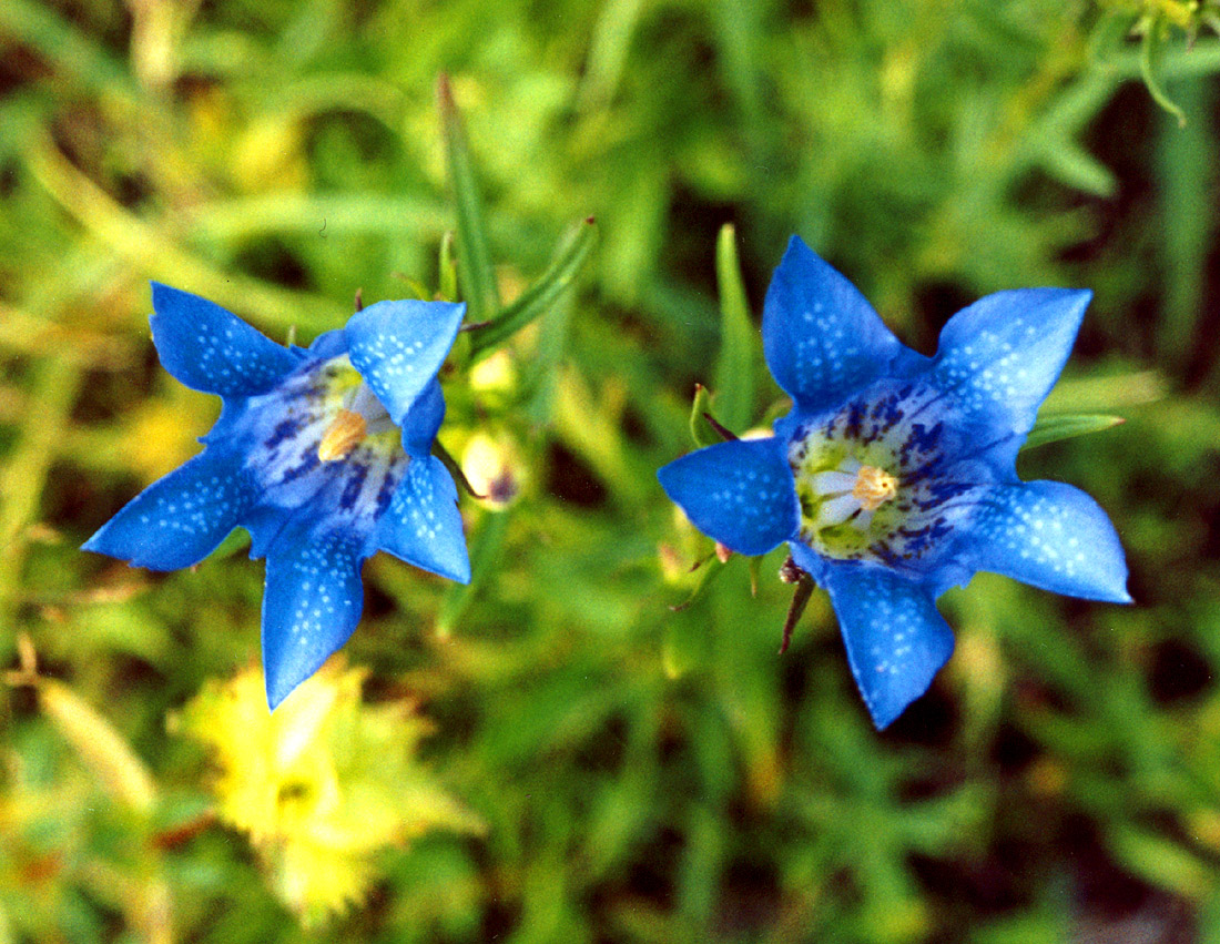 Image of Gentiana pneumonanthe specimen.