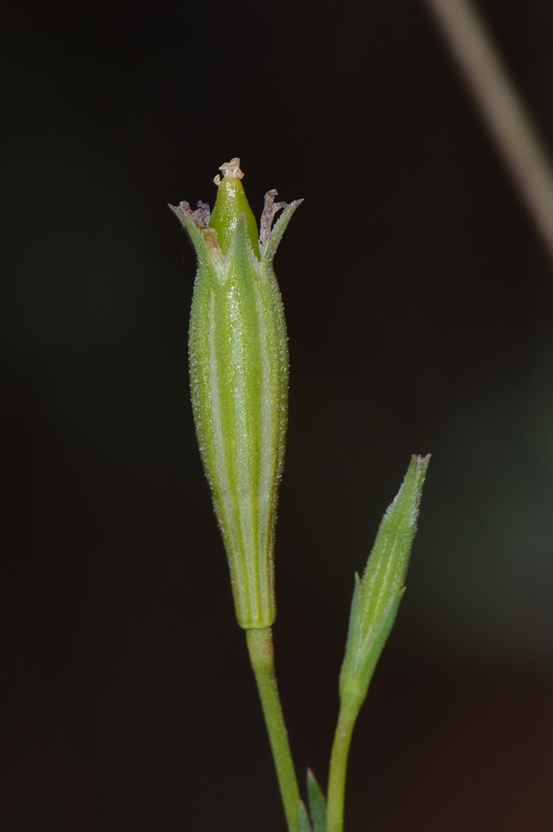 Image of Silene modesta specimen.