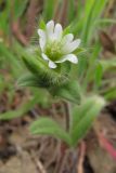 Cerastium brachypetalum subspecies tauricum. Верхушка побега с цветком и бутоном. Южный Берег Крыма, гора Кастель. 3 апреля 2010 г.