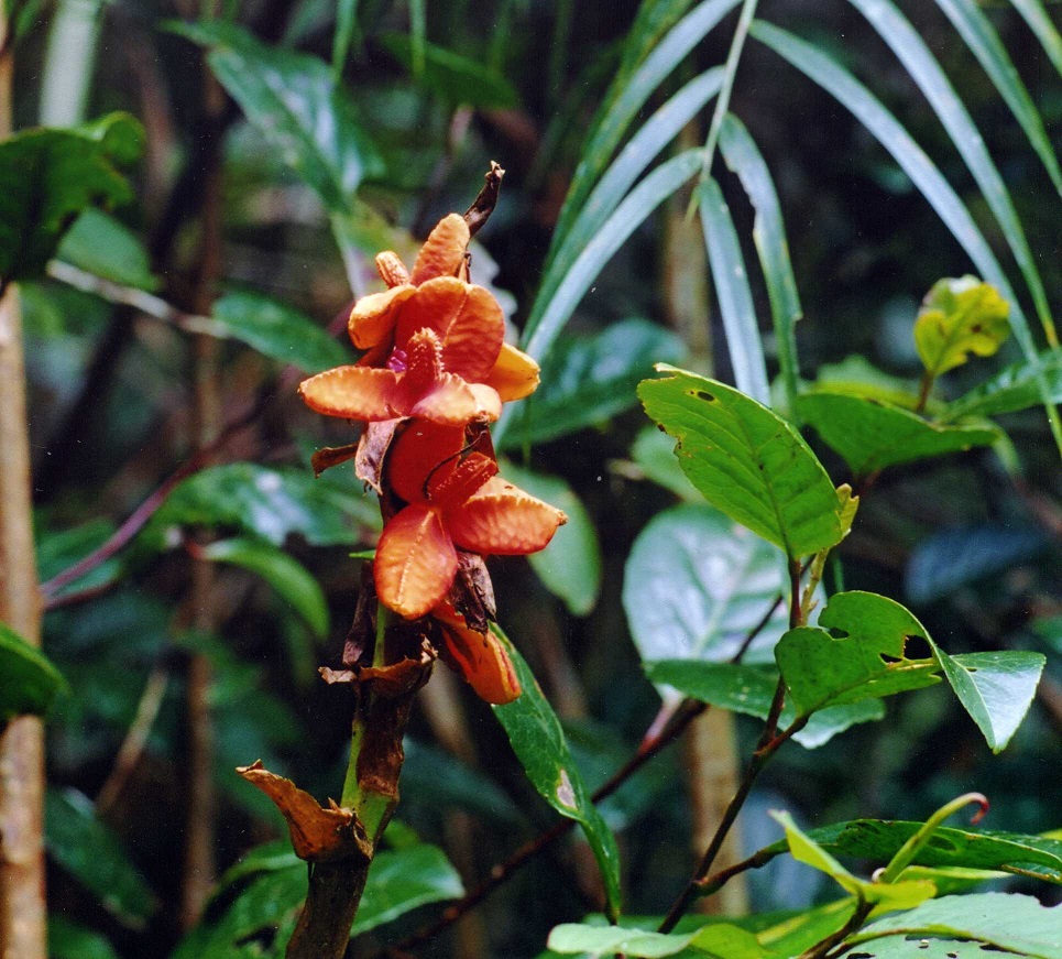 Изображение особи род Hedychium.