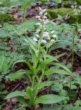 Cephalanthera longifolia