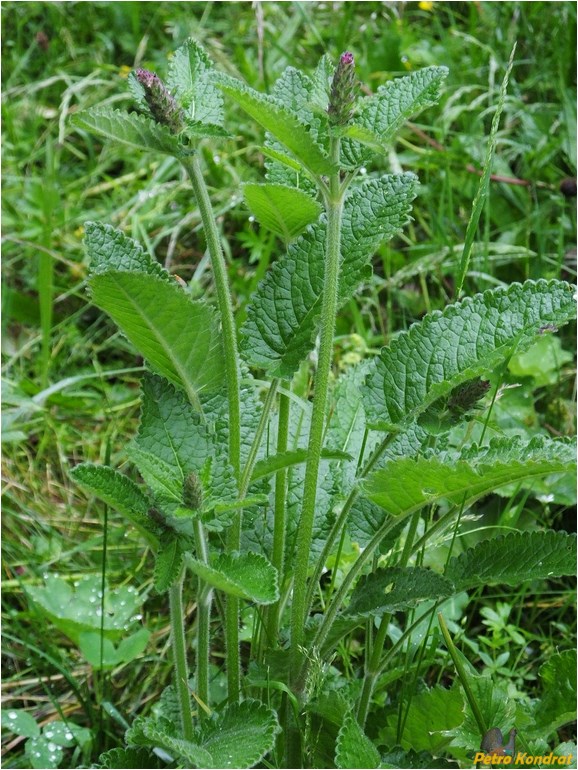 Изображение особи Betonica officinalis.