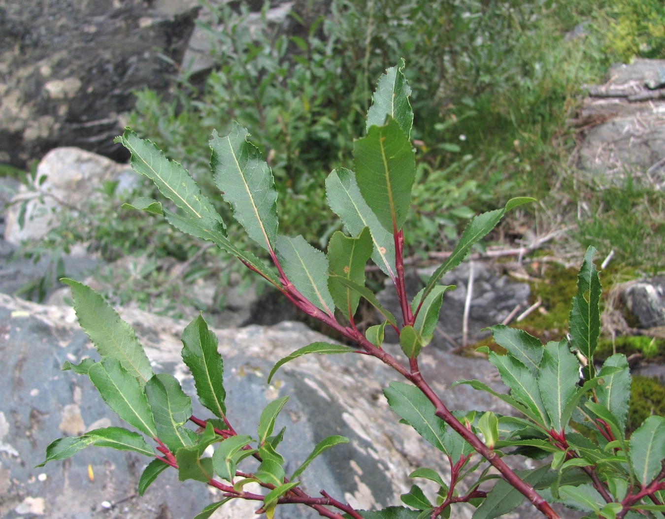 Image of Salix kazbekensis specimen.