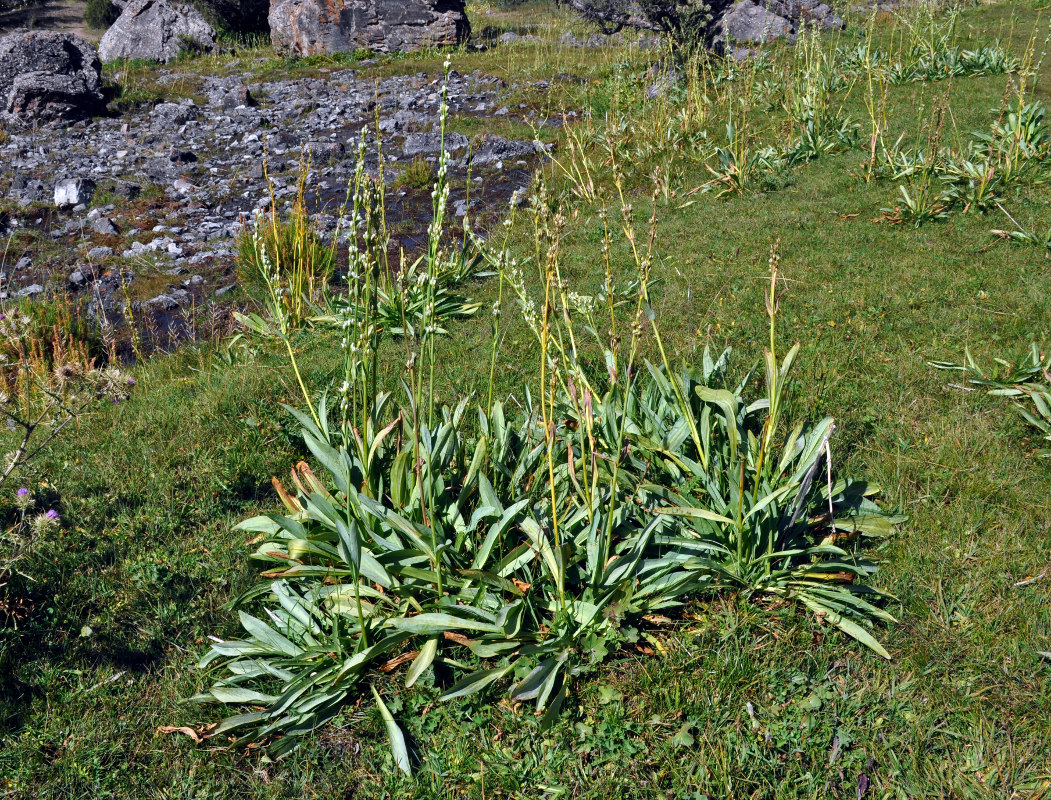 Image of Swertia lactea specimen.