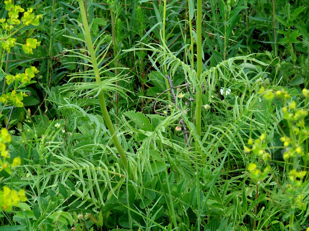 Image of genus Valeriana specimen.