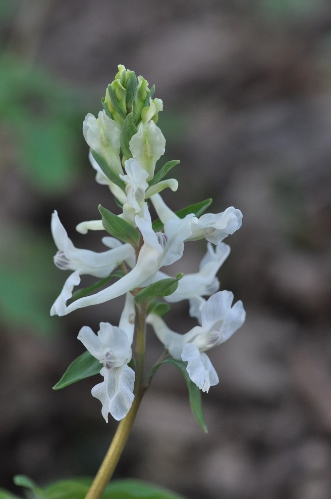 Изображение особи Corydalis marschalliana.