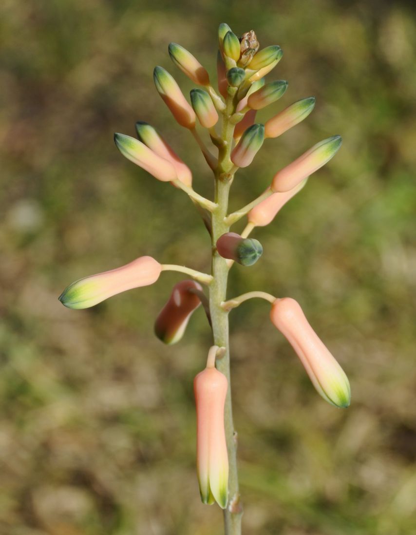 Image of Aloe juvenna specimen.