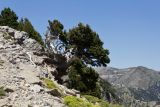 Cupressus sempervirens. Взрослое дерево. Греция, о-в Крит, ном Ханья (Νομός Χανίων), дим Платаньяс (Δήμος Πλατανιά), горный массив Лефка Ори (Λευκά Όρη), урочище Ксилоскало (Ξυλόσκαλο), ≈ 1400 м н.у.м., каменистый склон. 23 июня 2017 г.