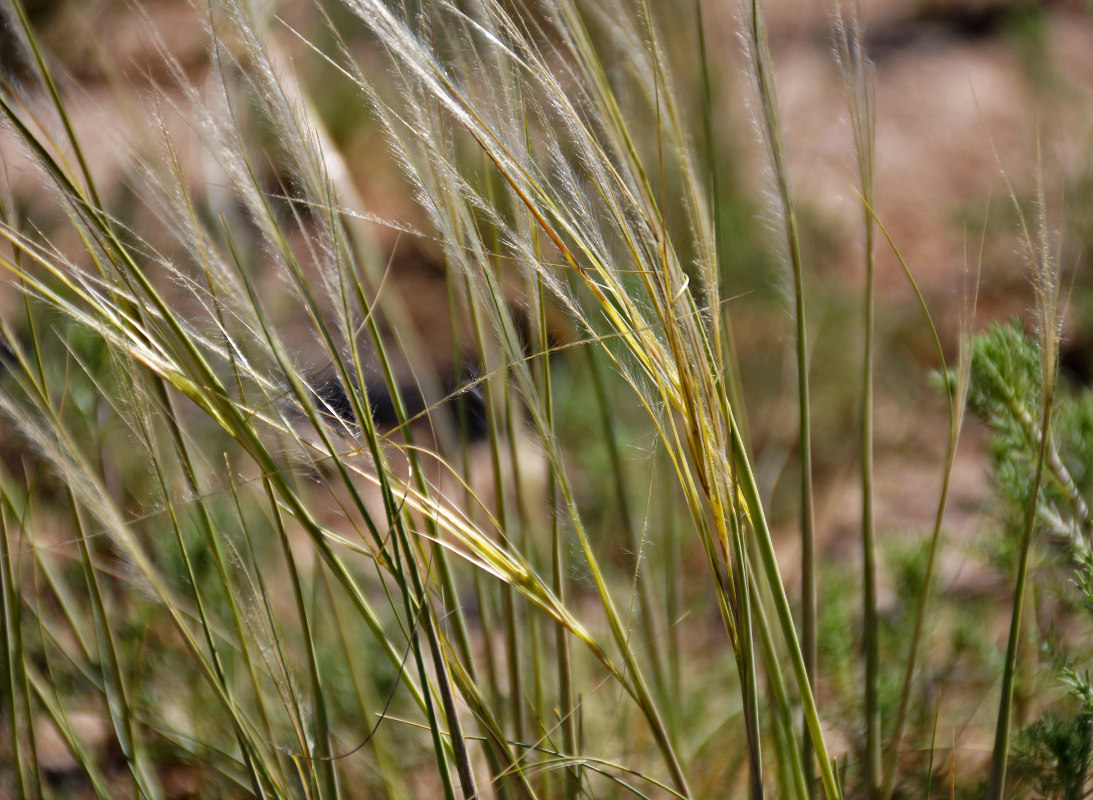 Image of genus Stipa specimen.