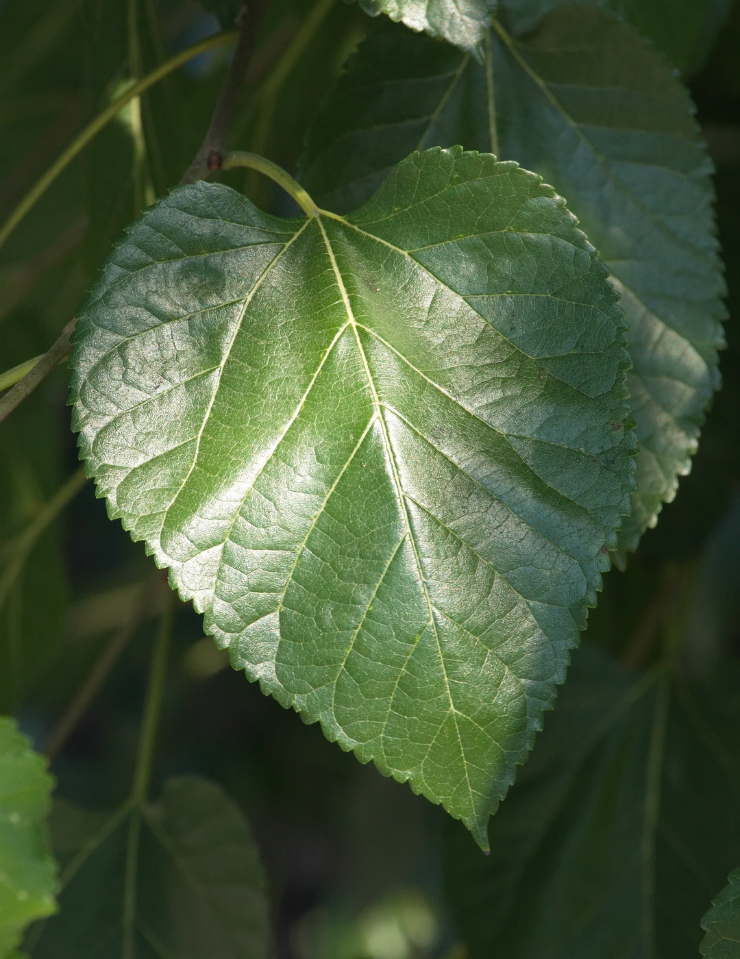 Изображение особи Morus alba.