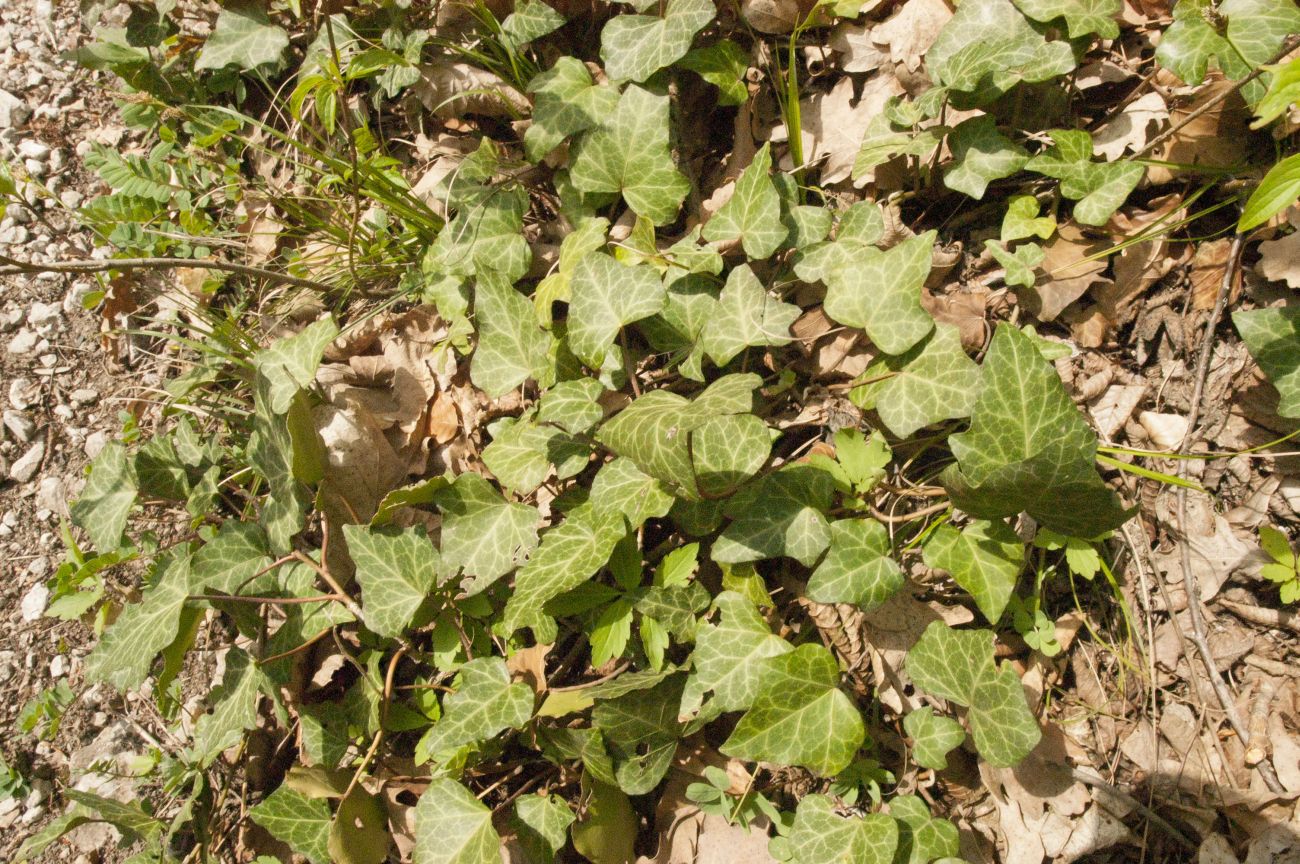 Image of Hedera helix specimen.