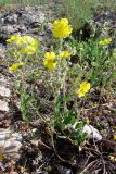 Helianthemum grandiflorum