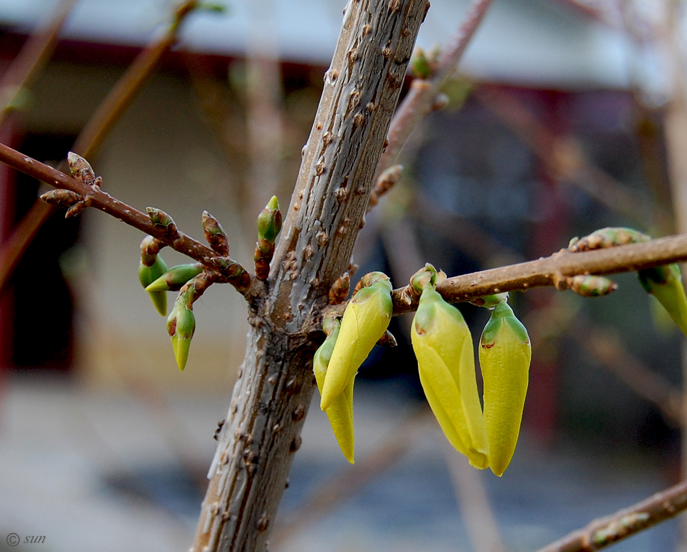 Image of genus Forsythia specimen.