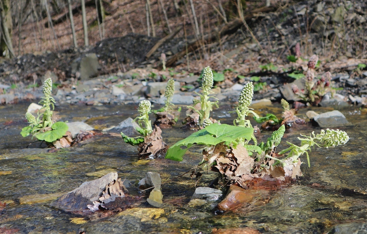 Image of Petasites hybridus specimen.