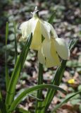 Narcissus moschatus subspecies moleroi. Цветущие растения. Испания, автономное сообщество Каталония, провинция Жирона, комарка Ла Гарроча, муниципалитет Сан-Фелиу-де-Пальеролс, в буково-березовом лесу, 1030 м н.у.м, на уступе скалы. 15.04.2018.