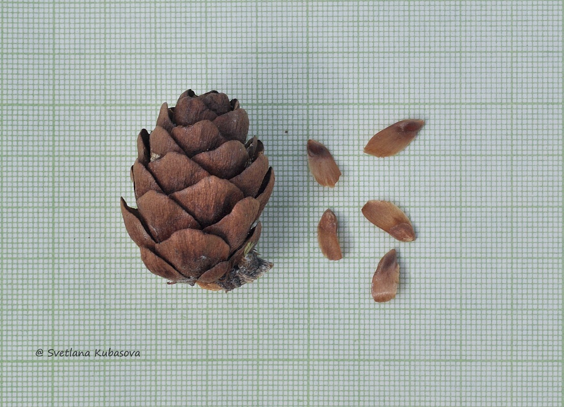 Image of Larix sibirica specimen.