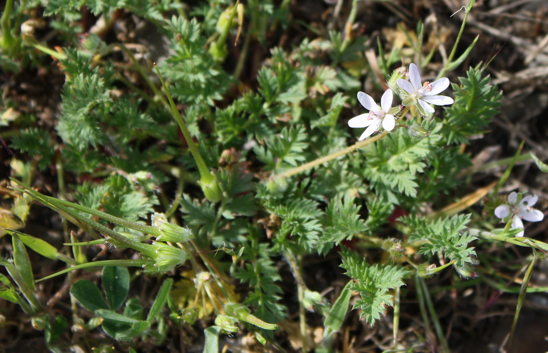 Изображение особи Erodium cicutarium.