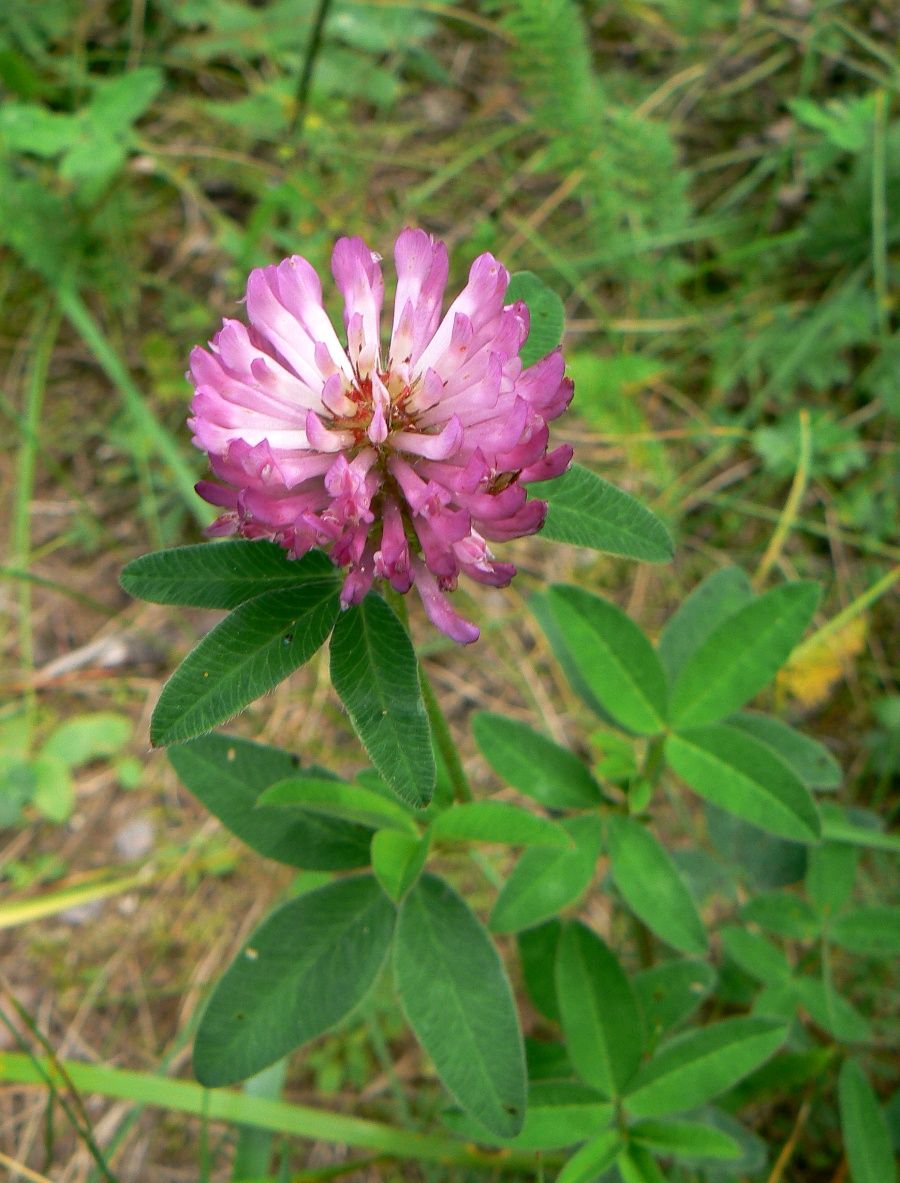 Изображение особи Trifolium medium.