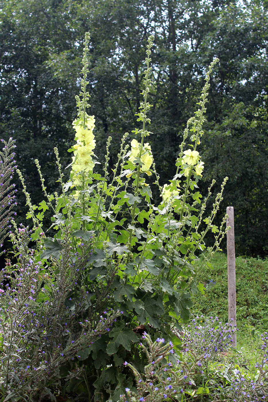 Image of Alcea rugosa specimen.