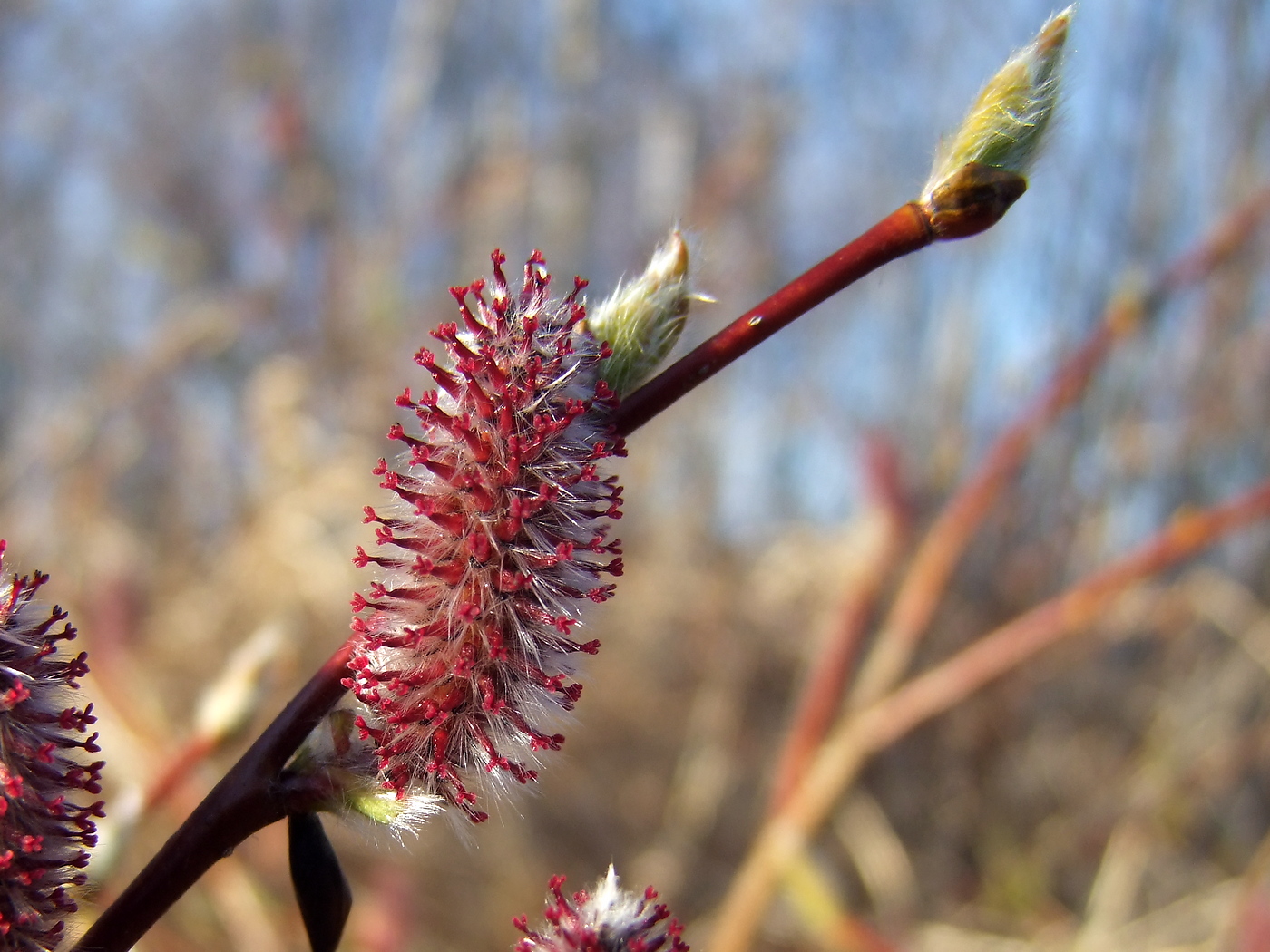 Изображение особи Salix saxatilis.