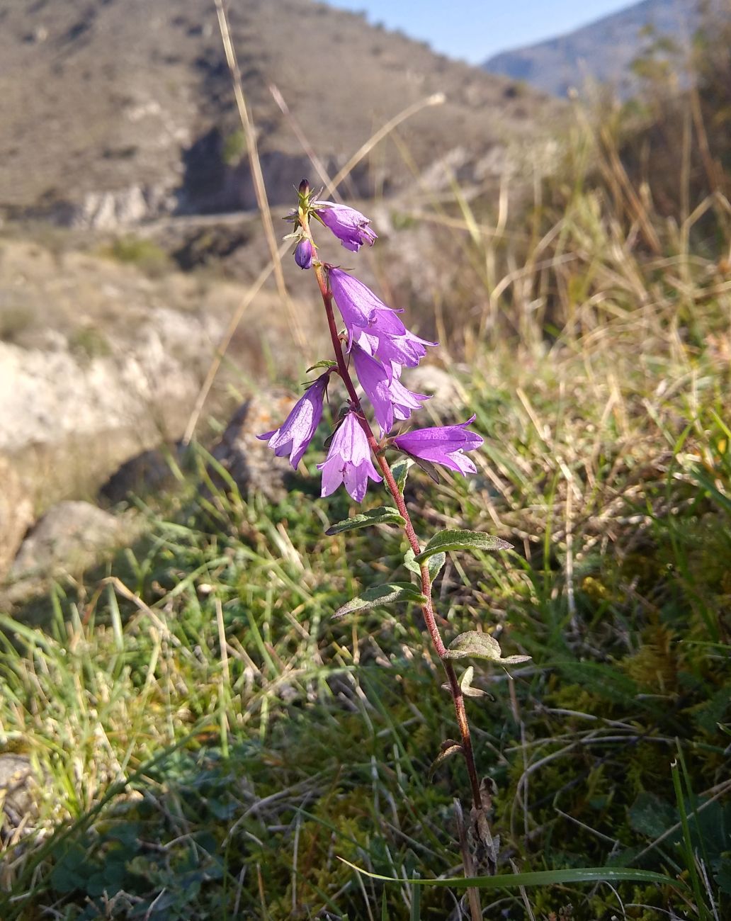 Изображение особи род Campanula.