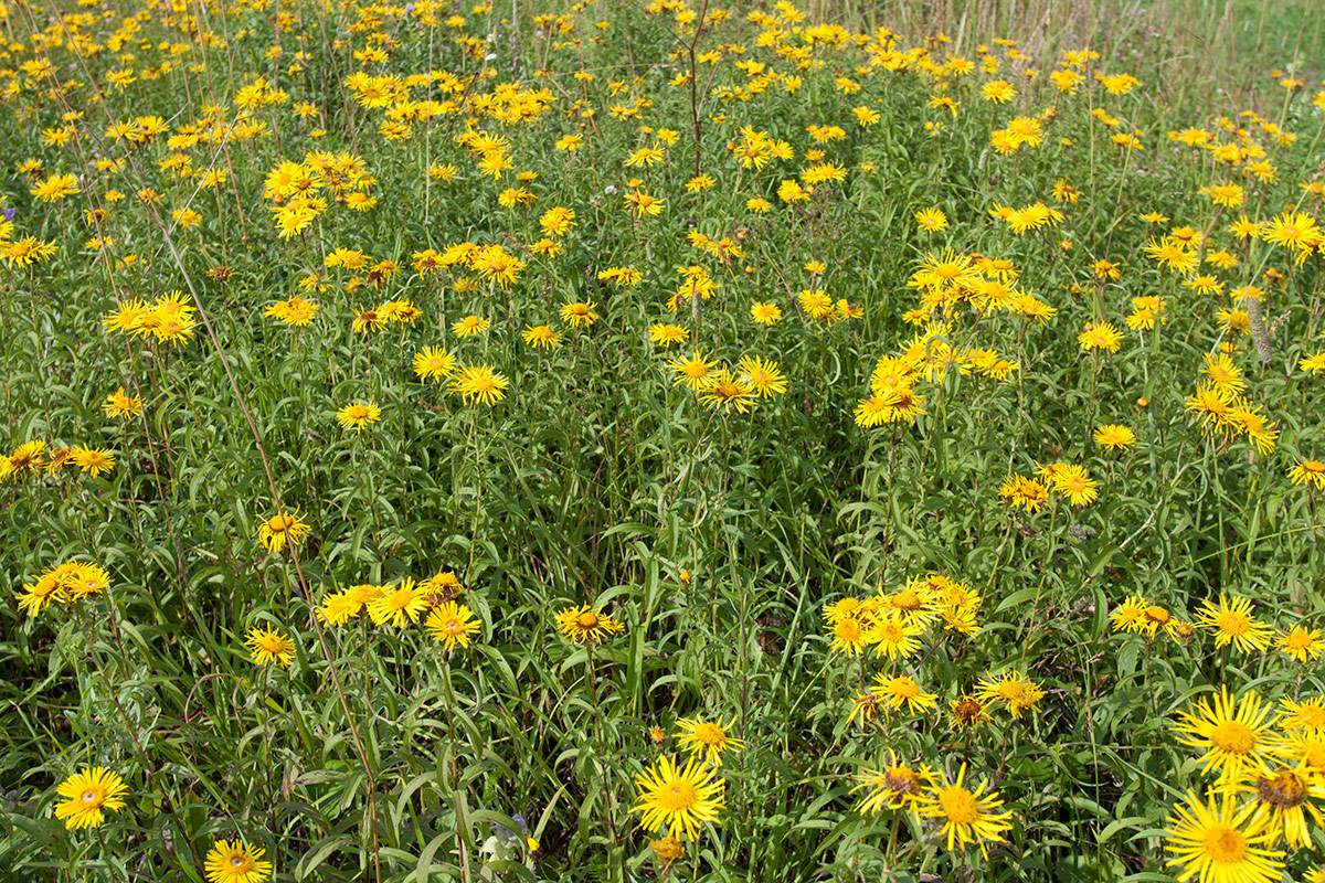 Image of Inula salicina specimen.