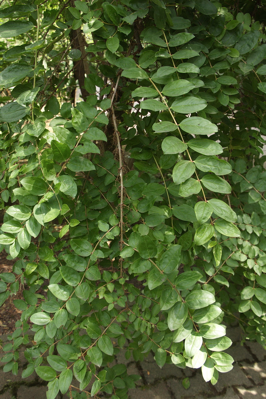 Image of Coriaria sinica specimen.