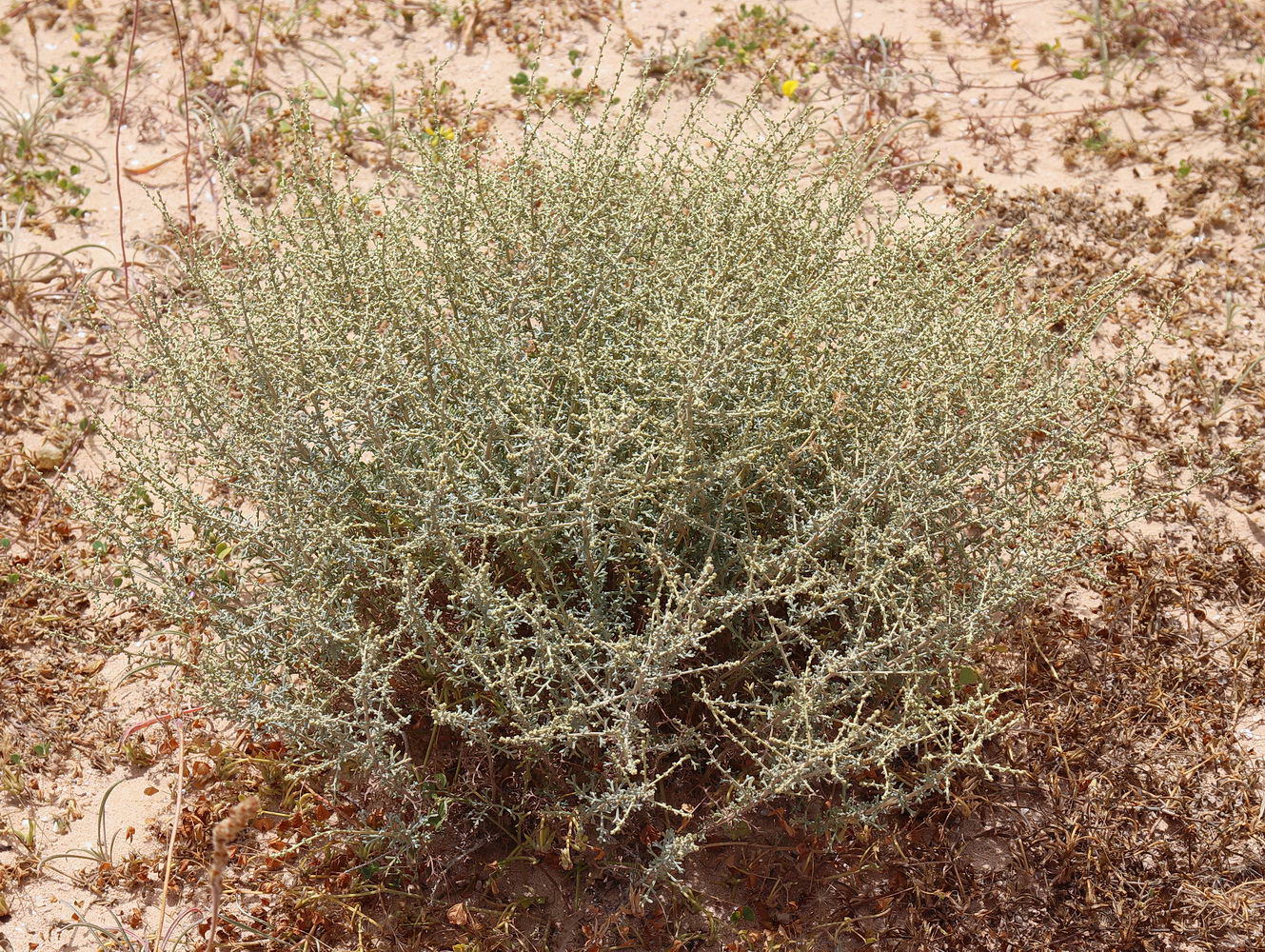 Изображение особи Artemisia herba-alba.