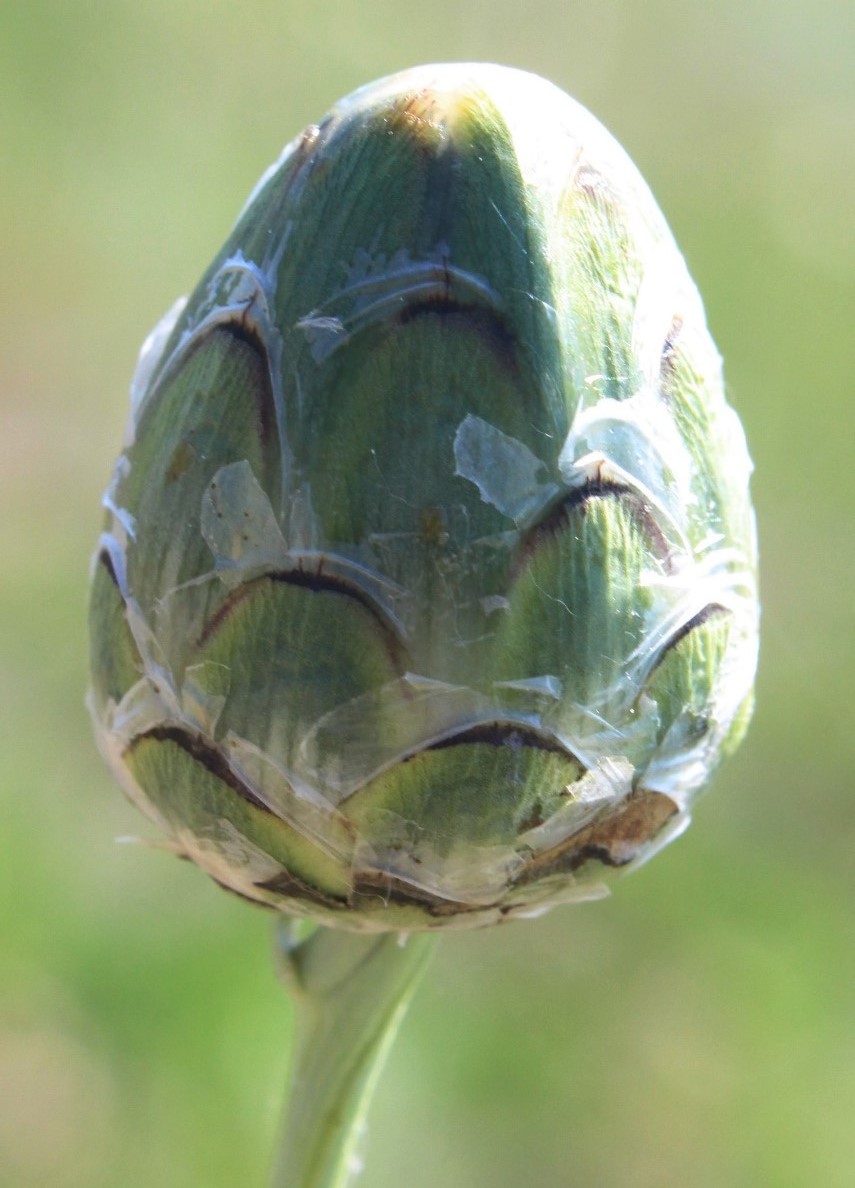 Изображение особи Rhaponticoides kasakorum.