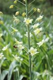 View full-size image Eremurus suworowii