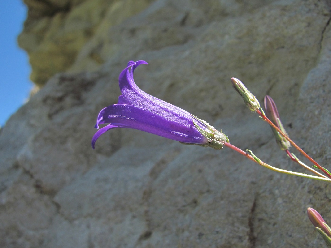 Image of Campanula daghestanica specimen.